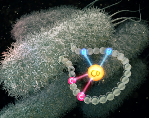 Zinc fingers for the regulation of the Central Dogma of Molecular Biology 대표이미지