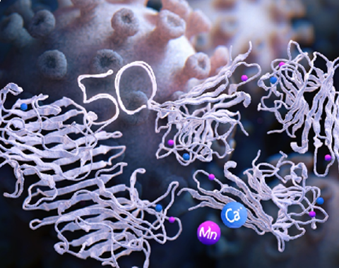 Viral interactions mediated by Concanavalin A 대표이미지